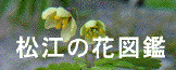 松江の花図鑑