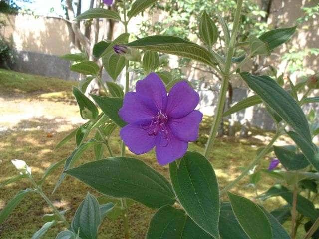 シコンノボタン