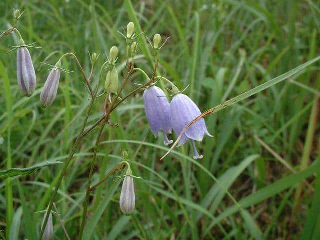 ツリガネニンジン