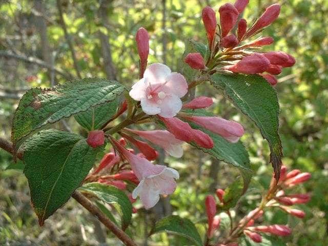 オオベニウツギ