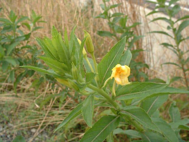 メマツヨイグサ