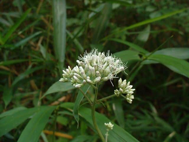 オオヒヨドリバナ