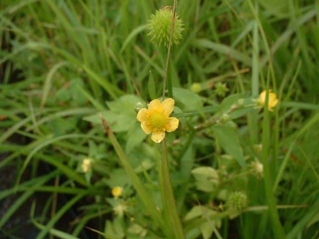 キツネノボタン