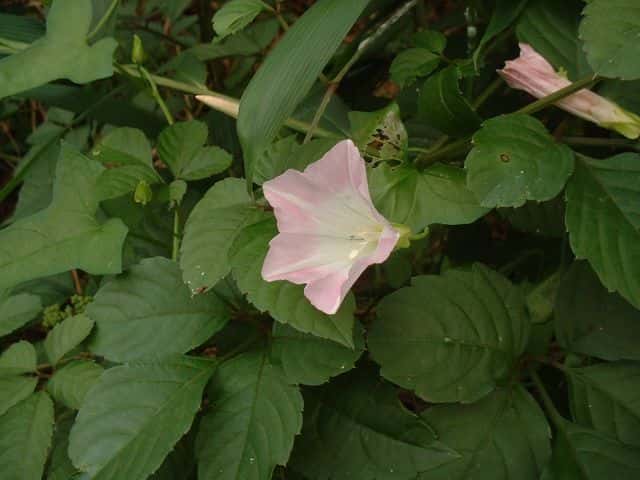 コヒルガオ