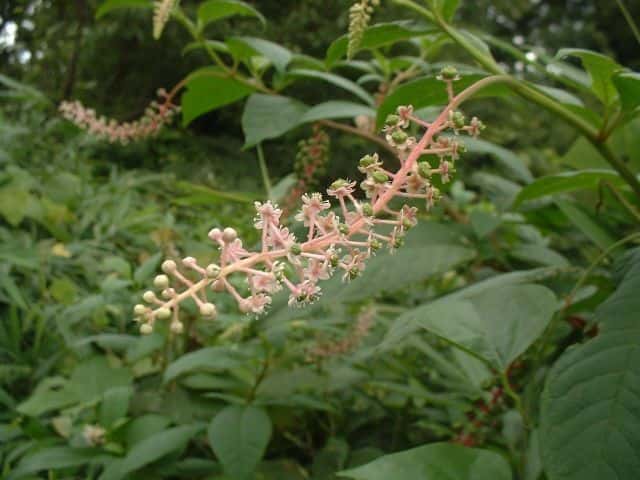 ヨウシュヤマゴボウ