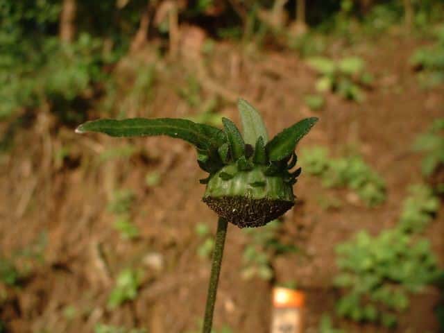 サジガンクビソウ