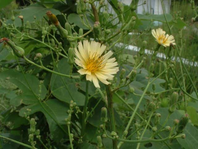 ホソバアキノノゲシ