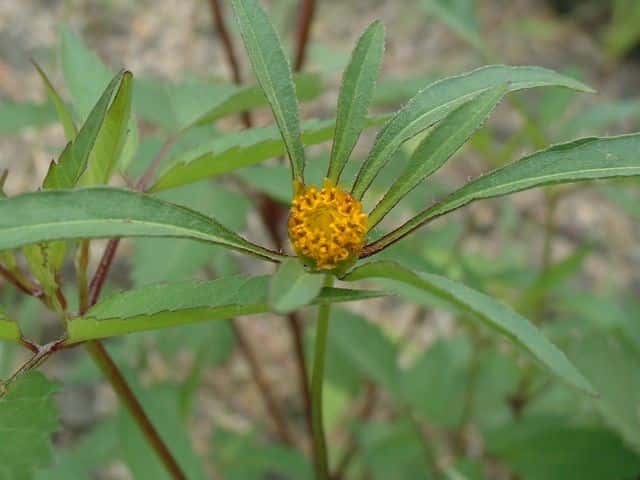 アメリカセンダングサ