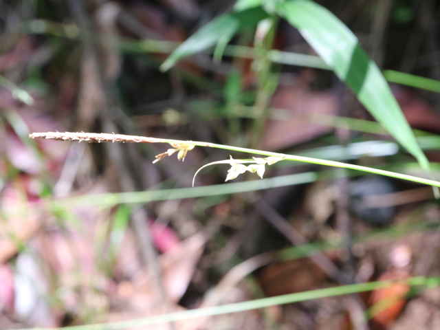 ニシノホンモンジスゲ