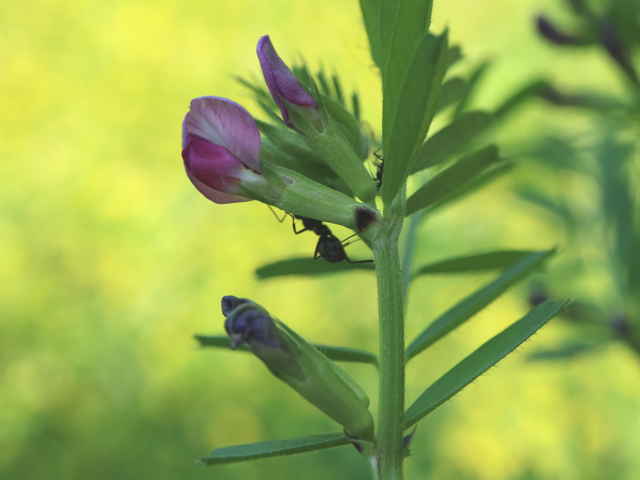 ヤハズエンドウ
