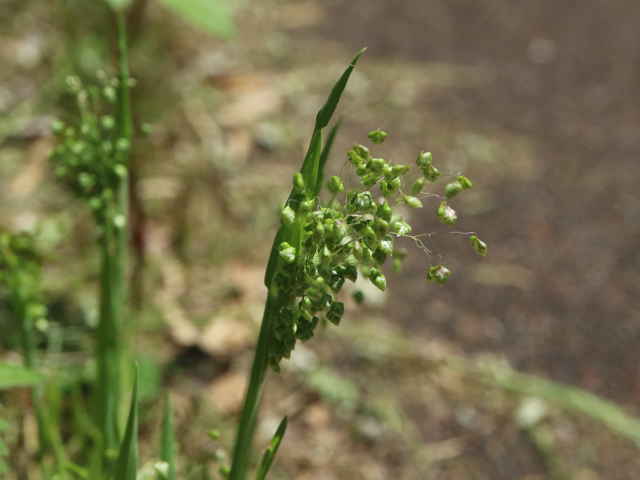 ヒメコバンソウ