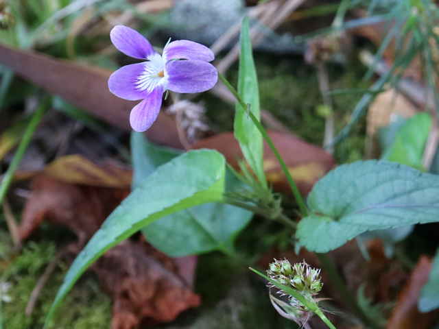 ナガバタチツボスミレ