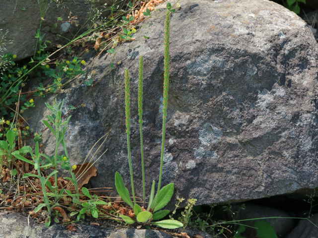 ツボミオオバコ