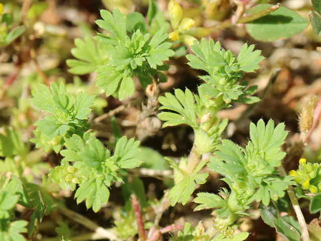 ノミノハゴロモグサ