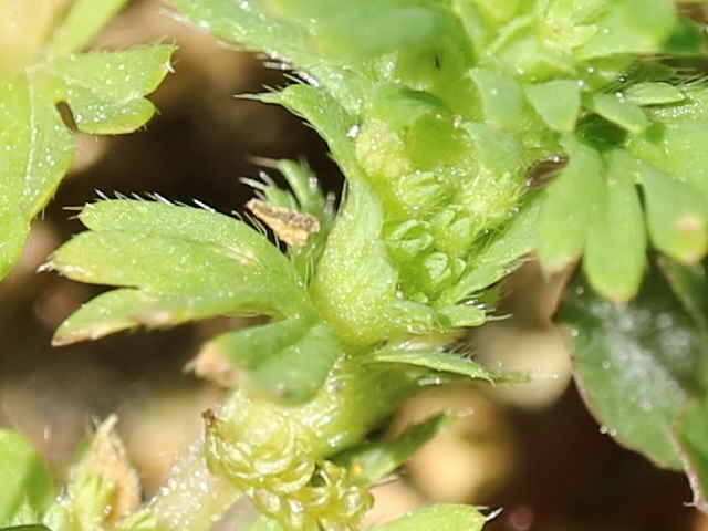 ノミノハゴロモグサ