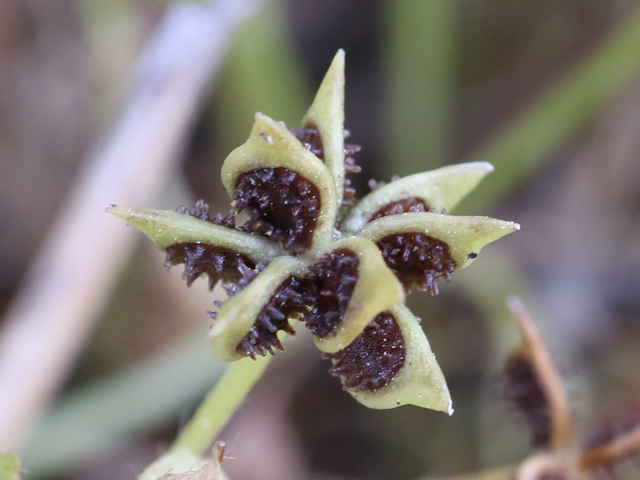 トゲミノキツネノボタン