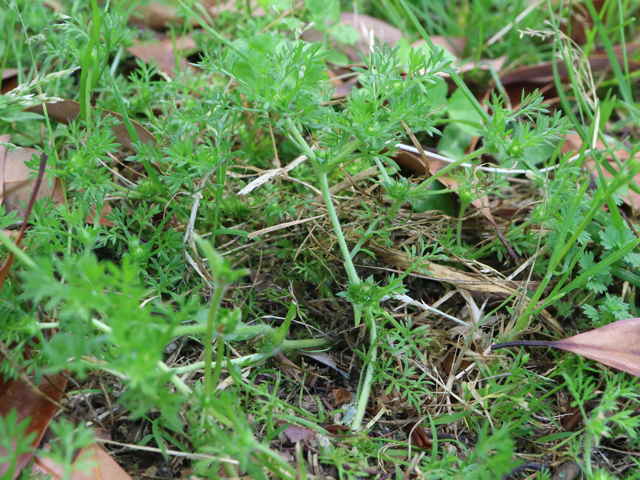 メリケントキンソウ