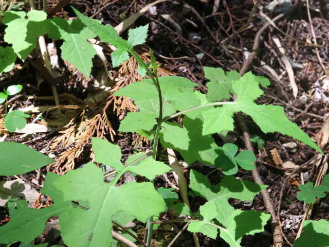 ムラサキニガナ