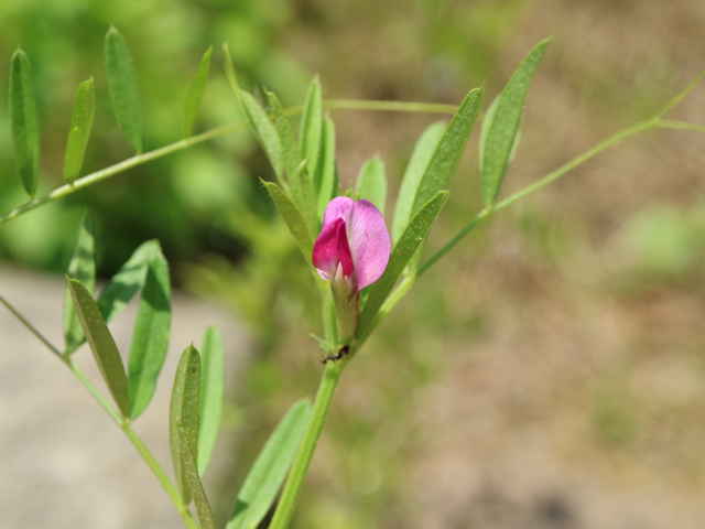 ホソバヤハズエンドウ