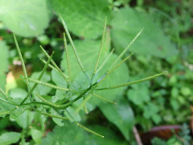 オオケタネツケバナ