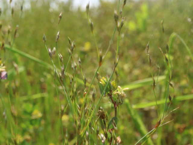 ヒメコウガイゼキショウ