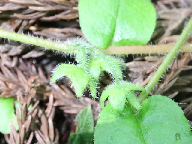 アキノハイルリソウ