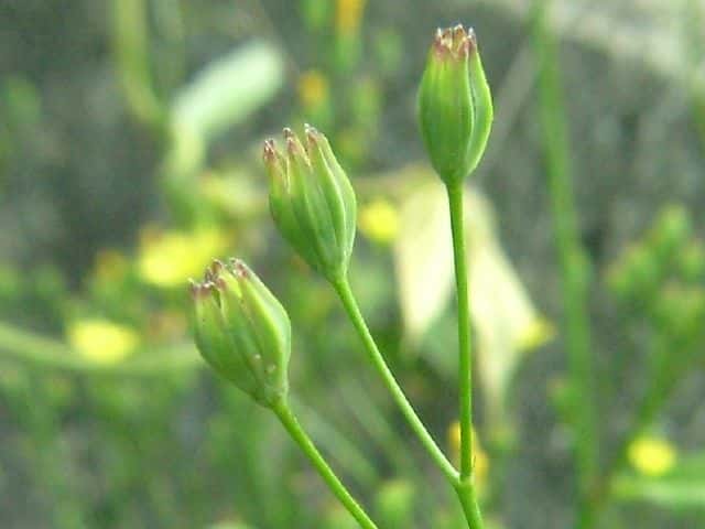 ナタネタビラコ果実