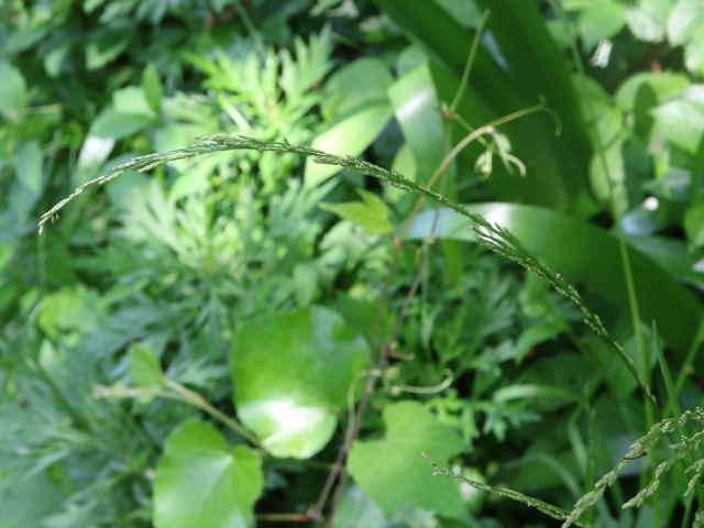 ドジョウツナギ