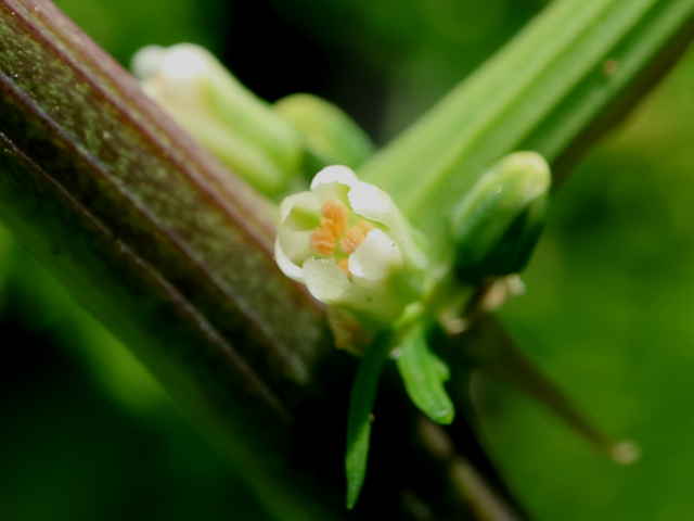 オオバスギカズラ