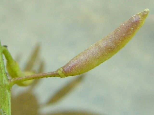 オランダガラシ果実