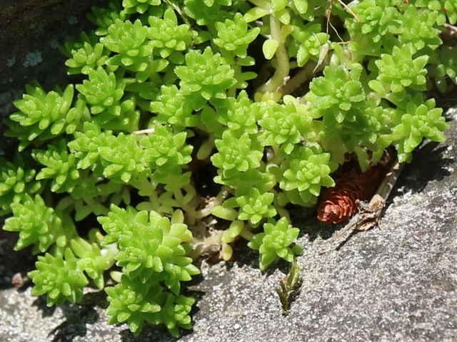 オカタイトゴメ