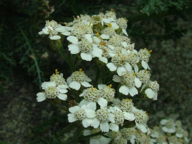 セイヨウノコギリソウ