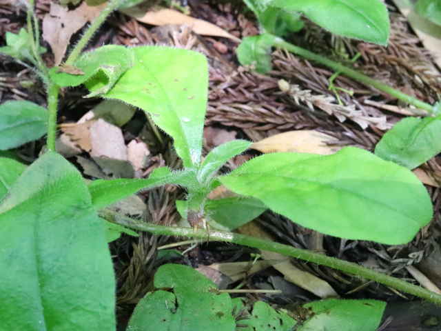 アキノハイルリソウ