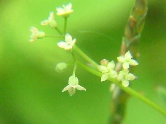 ヒメヨツバムグラ