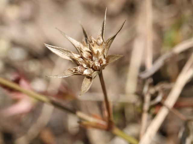 ハナヤエムグラ