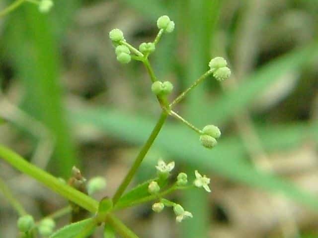 ヒメヨツバムグラ果実