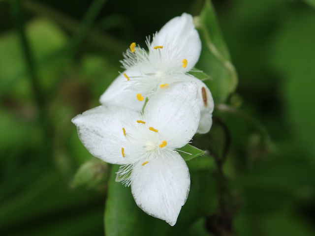 ミドリハカタカラクサ