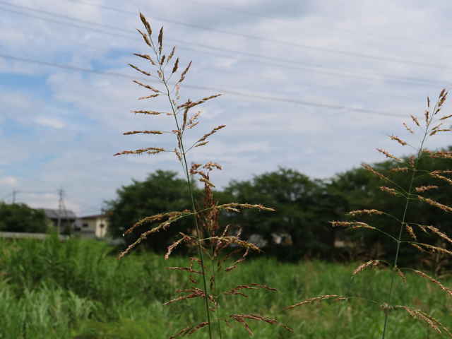 セイバンモロコシ