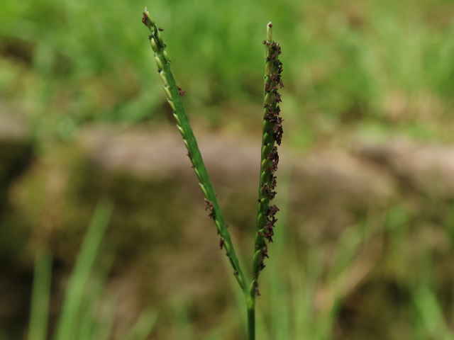 キシュウスズメノヒエ