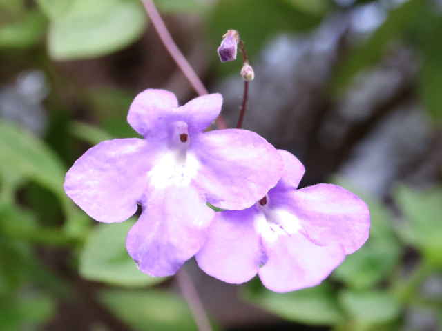 ストレプトカーパス・サクソルム