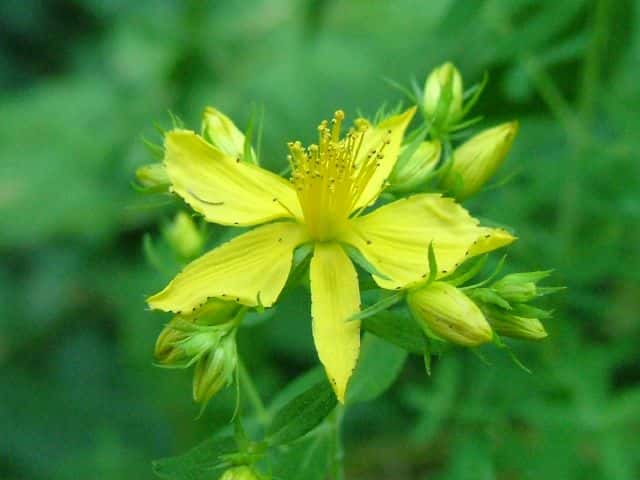 コゴメバオトギリ