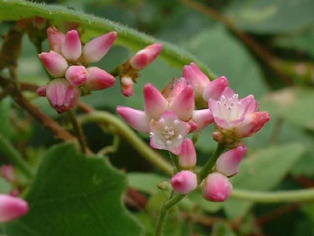 ママコノシリヌグイ