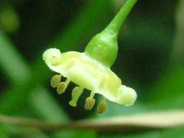 ハダカホオズキ