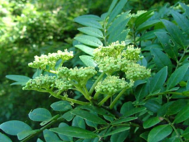 イヌザンショウ