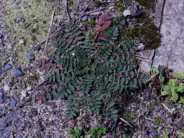 オランダフウロ