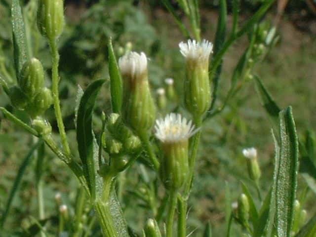 ヒメムカシヨモギ