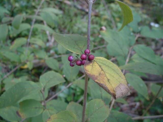 ヤブムラサキ果序