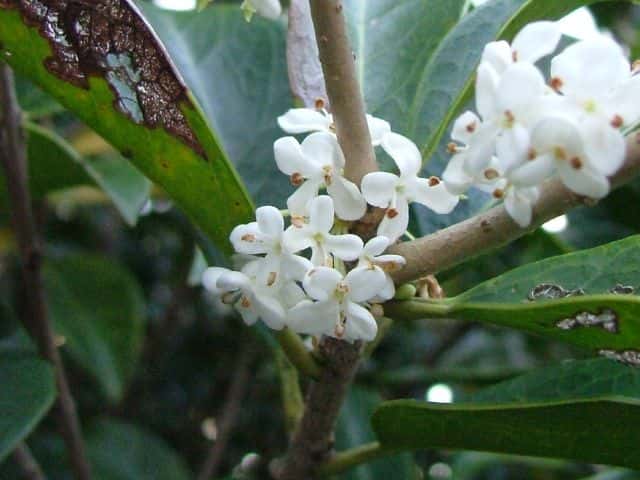 ヒイラギモクセイ