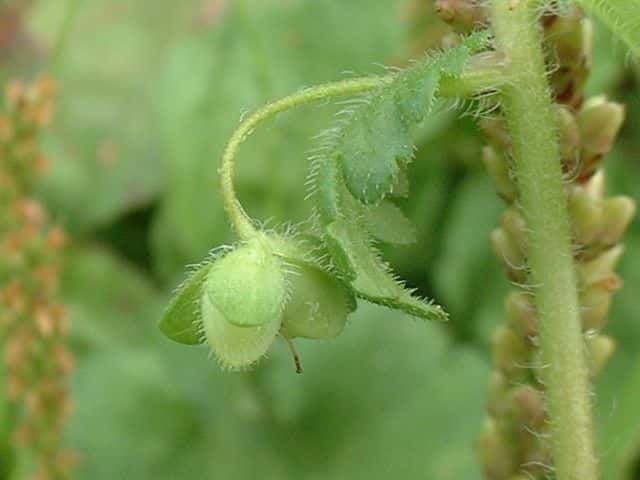 オオイヌノフグリ