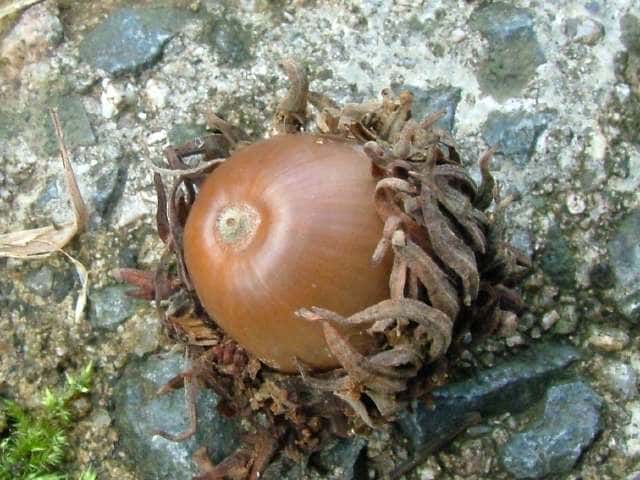 クヌギ果実